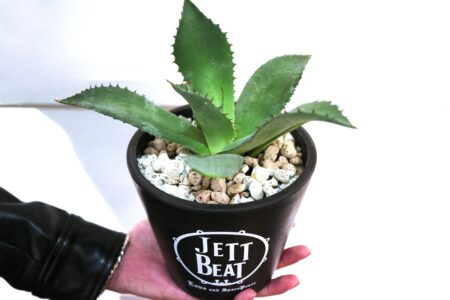 jett.agave.2