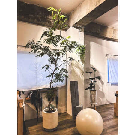 THE SESSIONS INC 10周年お祝い観葉植物